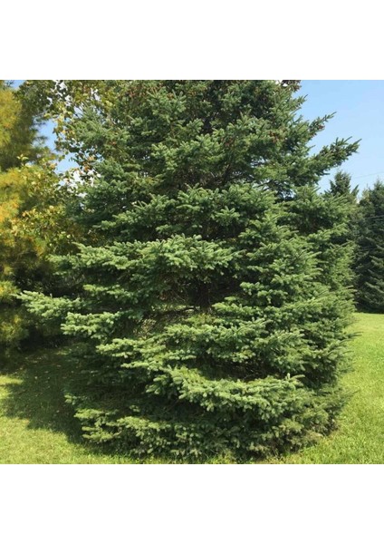 White Spruce Beyaz Ladin 10 tohum