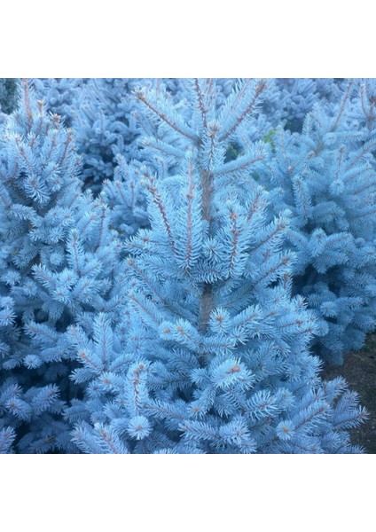 Mavi Ladin 1000 tohum