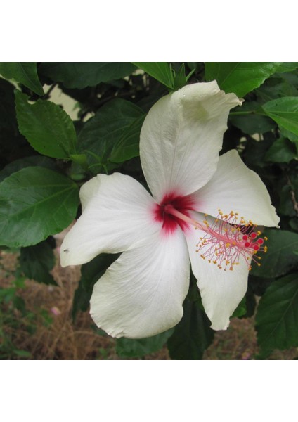 Süt Beyazı Hibiscus Çiçeği 20 tohum