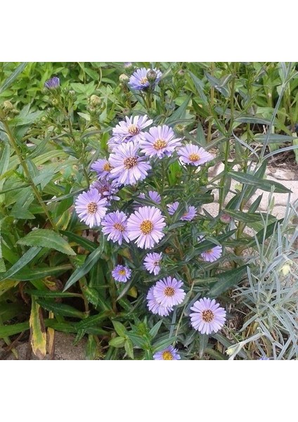 Clear Mavi Renkli Erigeron Çiçeği 50 tohum