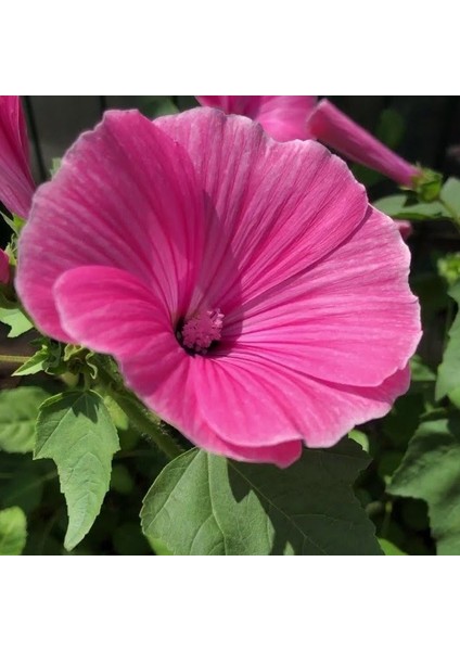 Lavatera Trimestris Regis Pembe Pamuk Çiçeği 50 tohum
