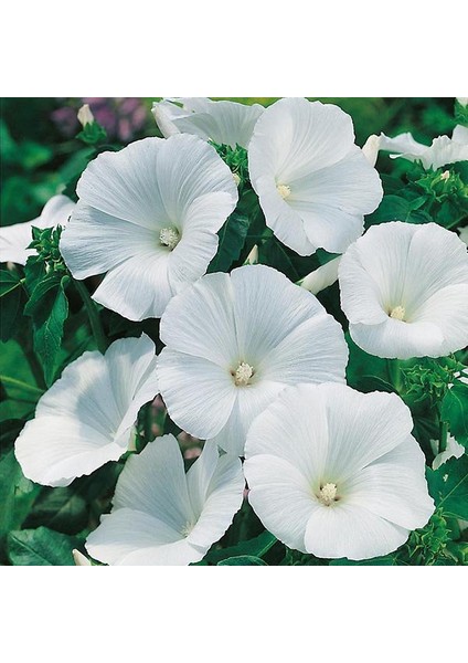 Lavatera Trimestris Regis Pure White Pamuk Çiçeği 50 tohum