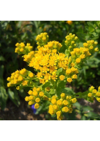 Stiff Goldenrod Çiçeği 100 tohum