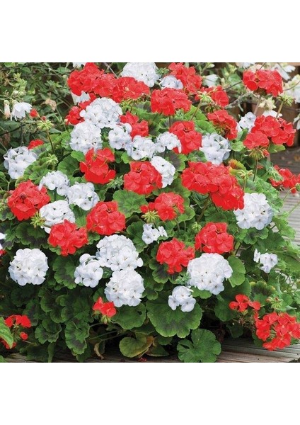 Colorama Karışık Renkli Hibrit Sardunya Çiçeği 24 tohum