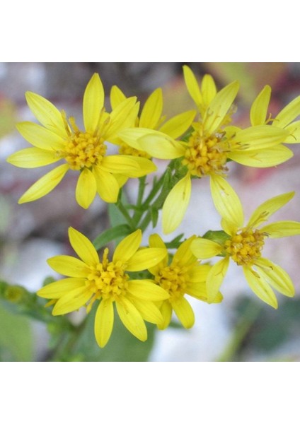 Solidago Çiçeği 100 tohum