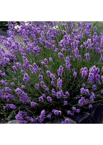 LavandulaAngustifolia Lavanta Çiçeği 10 gram