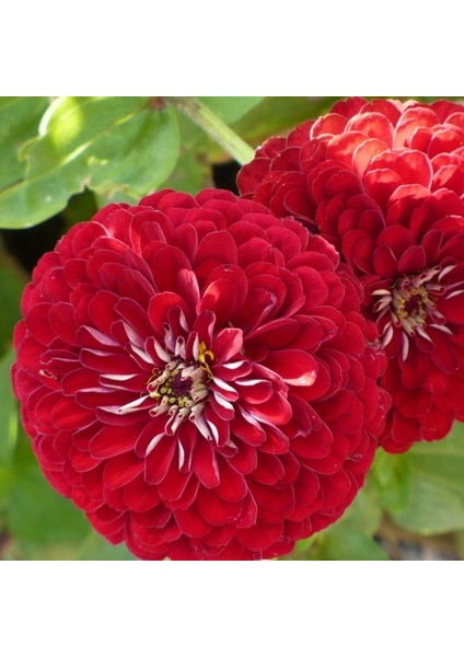 Super Scarlet Kırmızı Zinya Çiçeği 40 tohum