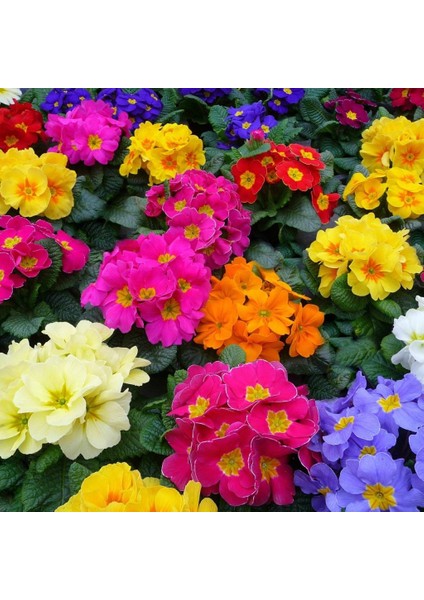 Karışık Renkli Onbir Ay Çuha Çiçeği 50 tohum