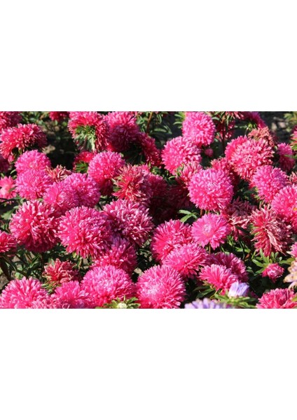 Pompon Beacon Aster Çiçeği 50 tohum