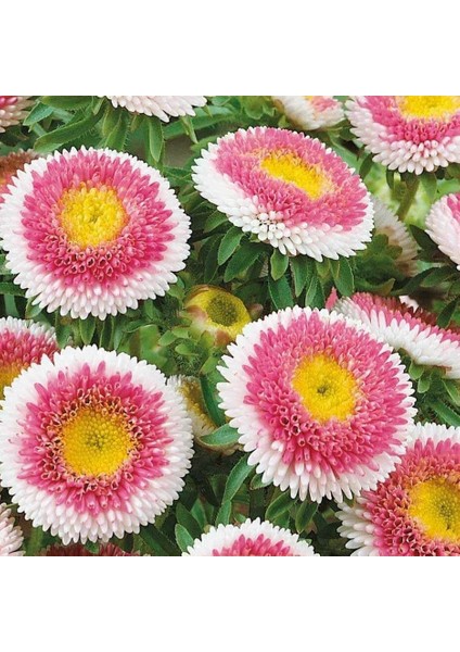 Pompon HiNoMaru Aster Çiçeği 50 tohum