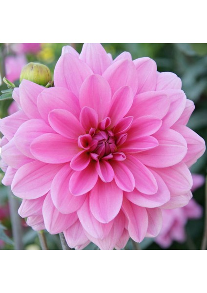 Pompon Rose Aster Çiçeği 50 tohum