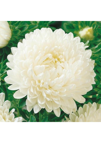 Pompon Beyaz Renkli Aster Çiçeği 50 tohum