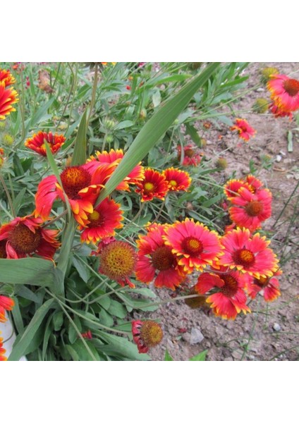 İndian Blanket Gaillardia Gayret Çiçeği 30 tohum