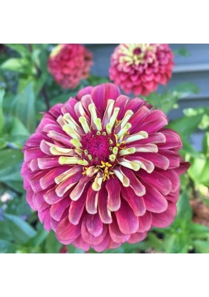 Dahlia Çiçekli Violet Zinya Çiçeği 40 tohum