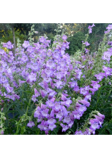 Sweet Lady Penstemon Çiçeği 50 tohum