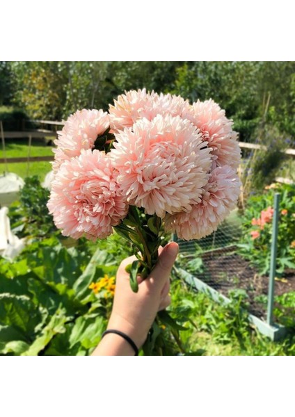 Paeony Duchesse Kayısı Renginde Pompon Aster Çiçeği 50 tohum