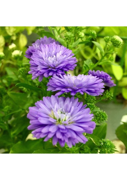 Pompon Mor Renkli Moon Aster Çiçeği 50 tohum