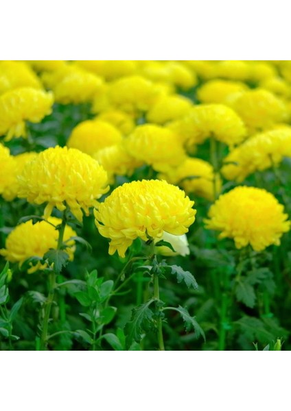 Soğuklara Dayanıklı Pompon Sarı Renkli Aster Çiçeği 50 tohum