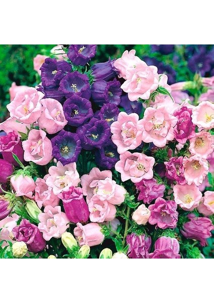 Katmerli Campanula Karışık Çan Çiçeği 100 tohum