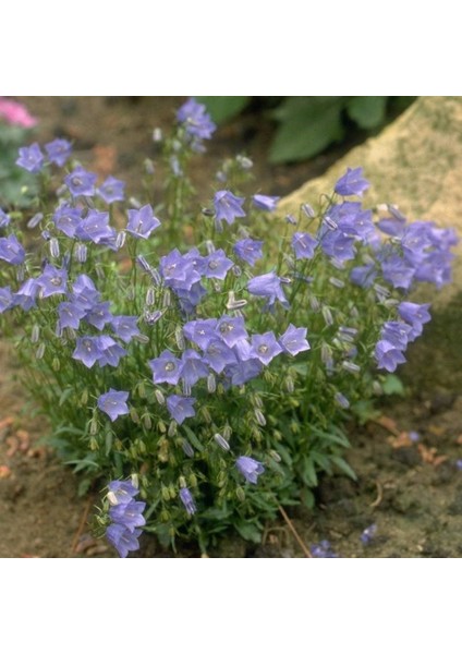 Light Blue Campanula Çan Çiçeği 100 tohum