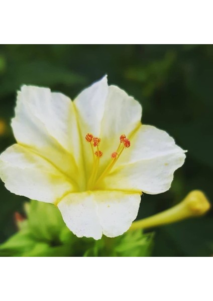 Beyazların Dansı White Akşam Sefası Çiçeği 20 tohum