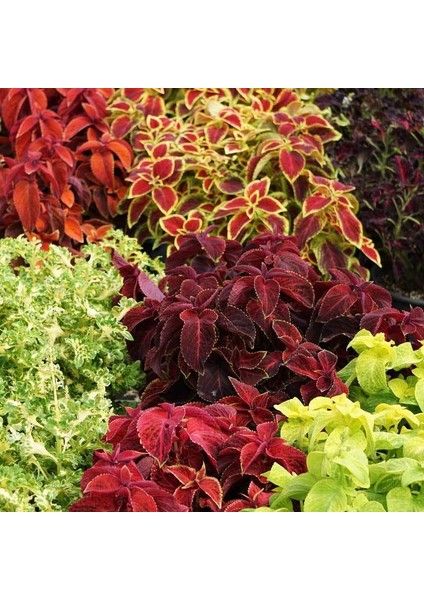 Karışık Renkli Kolyos Coleus Yaprak Güzeli Çiçeği 100 tohum