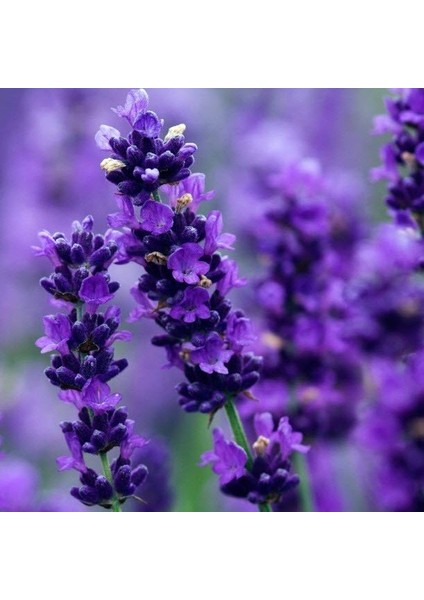 Limonium Sinuatum Deep Blue Deniz Lavantası 30 tohum