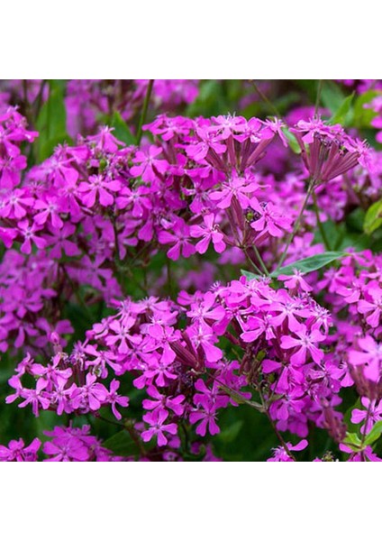 Koyu Pembe Silene Nakil Çiçeği 100 tohum