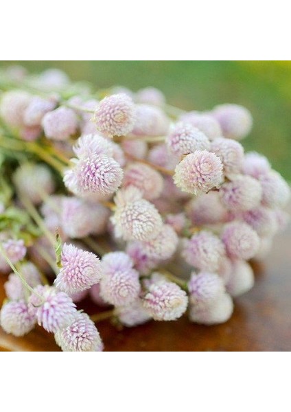 Gomphrena Globosa Beyaz Renkli Medine Çiçeği 50 tohum