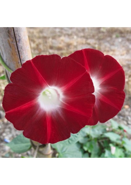 Dev Çiçekli İpomea Scarlett O’Hara Japon Gündüz Sefası Çiçeği 5 tohum