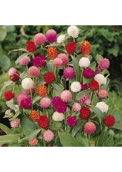 Gomphrena Globosa Karışık Renkli Medine Çiçeği 50 tohum