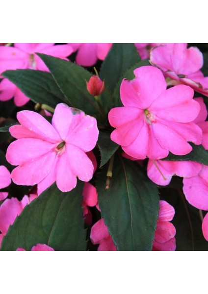 Saksılık Wallerine Baby Pembe Bodur Cam Güzeli Çiçeği 20 tohum