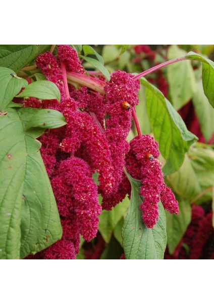 Kırmızı Amaranthus Caudatus Çiçeği 100 tohum