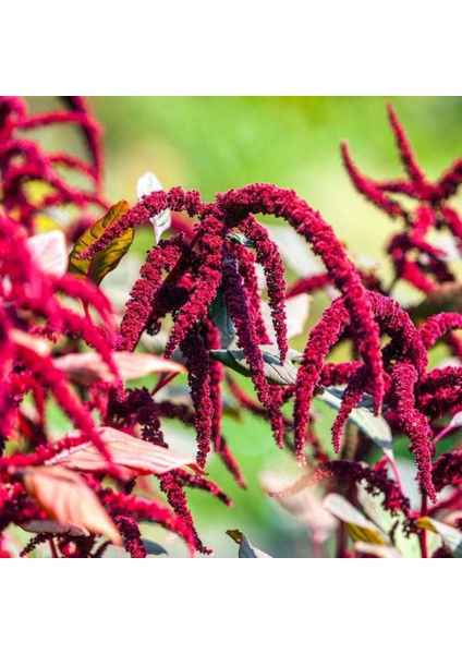 Kırmızı Renkli Red Spike Amaranthus Çiçeği 50 tohum