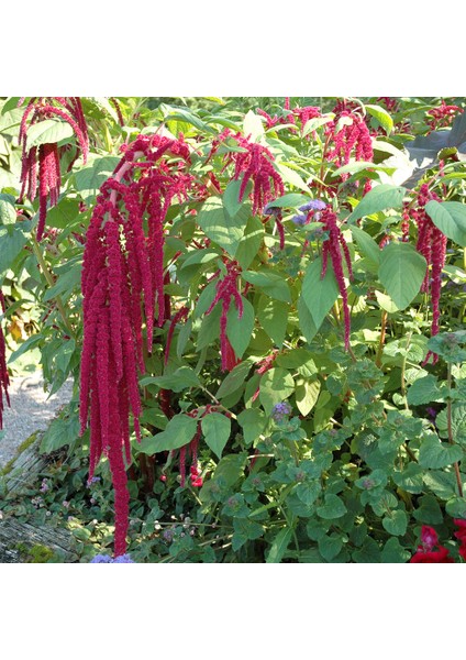 Sarkan Kırmızı Renkli Amaranthus Horoz İbiği Çiçeği 1500 tohum