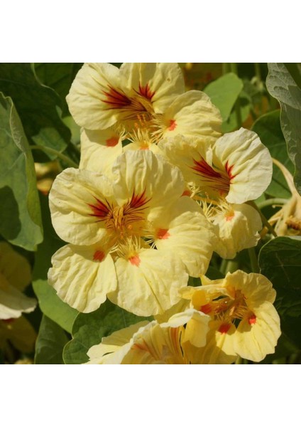 Tropaeolum Peach Melba Latin Çiçeği 10 tohum