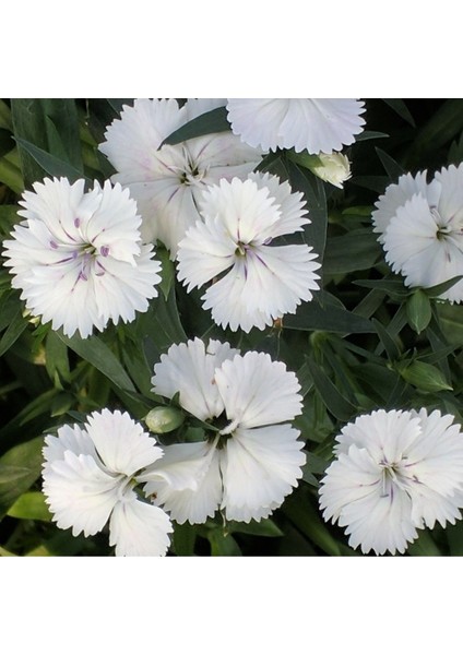 Dianthus Superbus Beyaz Renkli Kokulu Karanfil Çiçeği 100 tohum