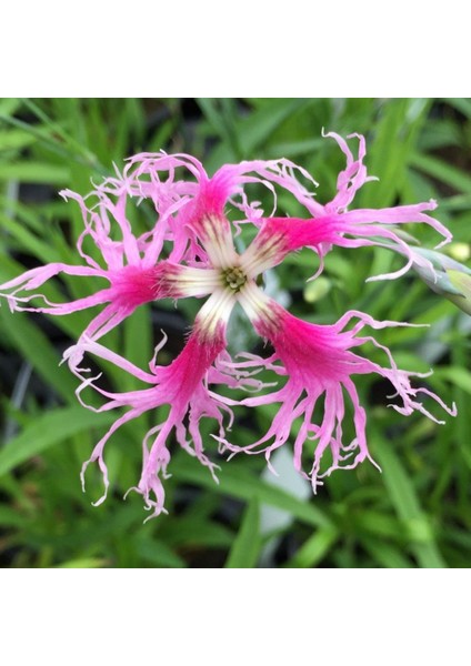 Dianthus Superbus Rose Karanfil Çiçeği 100 tohum