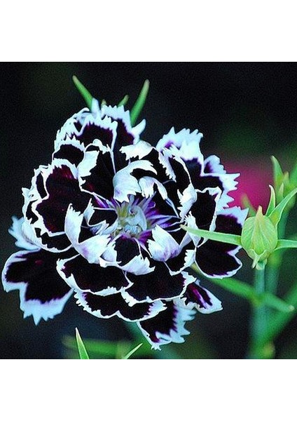 Dianthus Heddewigii Black White Karanfil Çiçeği 100 tohum