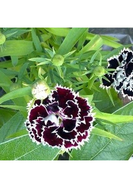 Dianthus Heddewigii Gaiety Karanfil Çiçeği 100 tohum