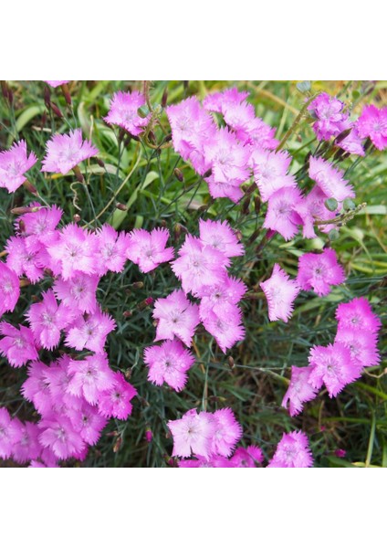 Dianthus Açık Pembe Renkli Çiçeği 50 tohum