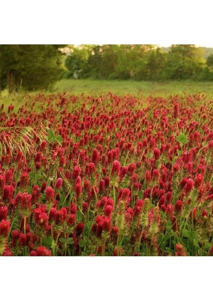 Kırmızı Love Trifolium Çiçeği 50 tohum