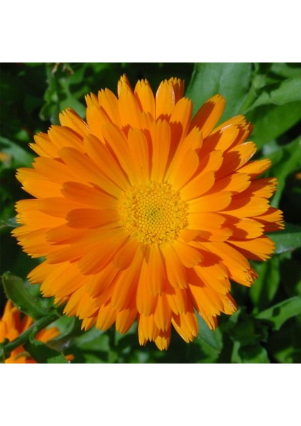 Turuncu Katmerli Aynı Safa Çiçeği 300 tohum