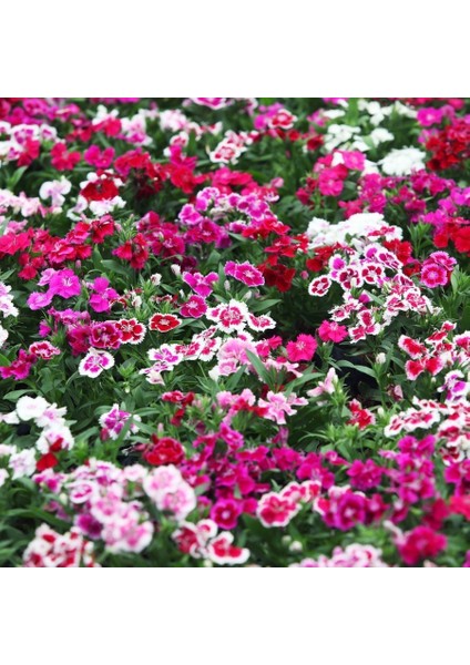 Dianthus Heddewigii Candy Baby Doll Karanfil Çiçeği 100 tohum
