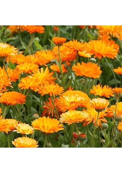 Katmerli Turuncu Double Orange Calendula Aynısafa Çiçeği 50 tohum