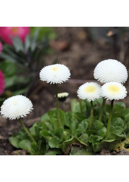 Bellis Perennis Beyaz Ponpon İngiliz Çayır Papatyası Çiçeği 100 tohum