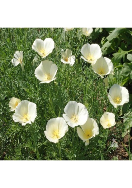 Bodur Kuğu Beyazı Gelincik Çiçeği 100 tohum