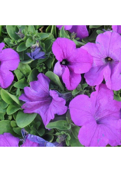 Purple Petunya Çiçeği 100 tohum