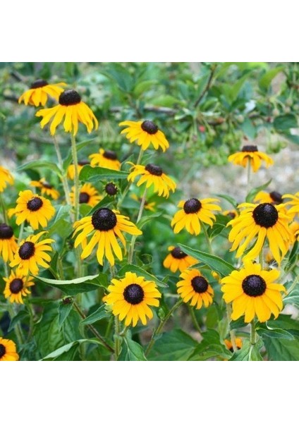 Hirto My Joy Rudbekya Güneş Şapkası Çiçeği 900 tohum