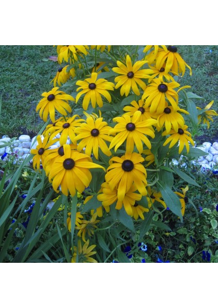 Nadir Golden Elegance Rudbekya Çiçeği 50 tohum